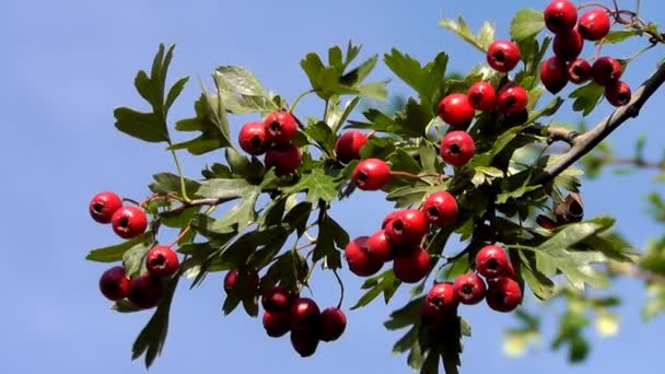 Κράταιγος — Αρχείο Βίντεο