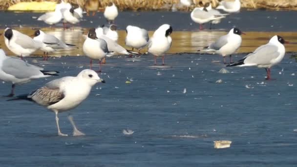 Mouettes sur la glace — Video