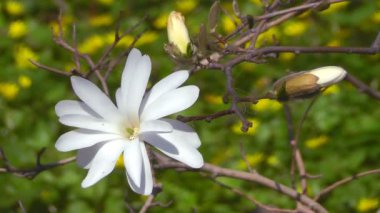 çiçek açması Manolya ağacı