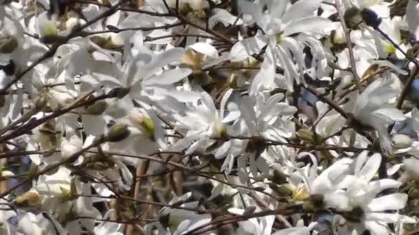 Flores de magnolia floreciendo — Vídeo de stock