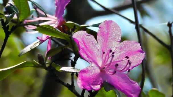 Flor de rododendro — Vídeos de Stock