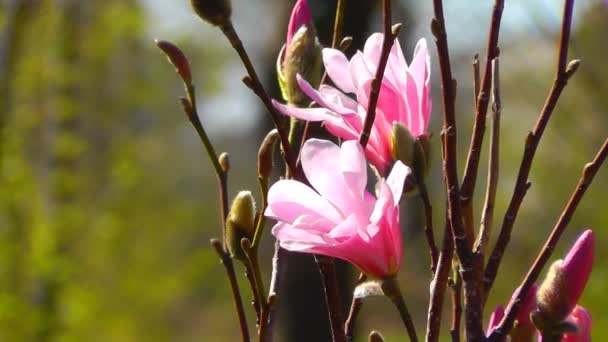 Flor de rododendro — Vídeo de stock