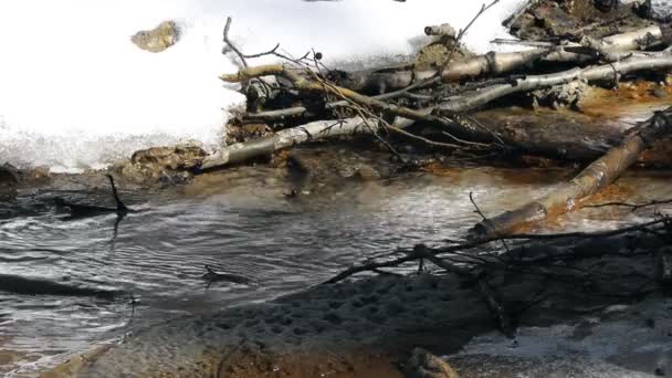 Streamlet in spring, melting of ice and snow — Stock Video