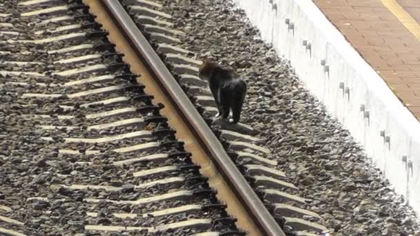 Кошка ходит по железной дороге — стоковое видео