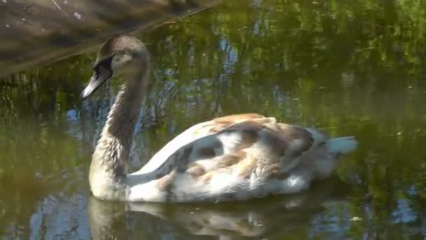 Cisne — Vídeo de Stock