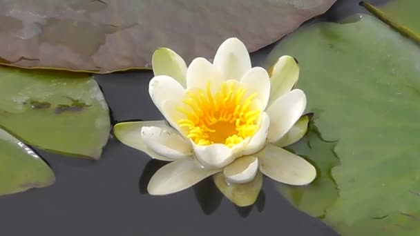 Water lily flower — Stockvideo