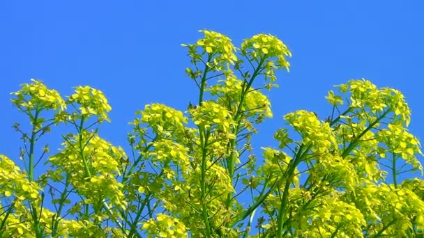 Flor de colza — Vídeo de stock