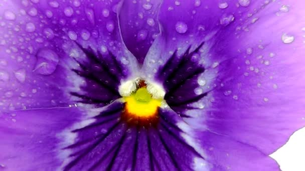 Pansy ! — Video