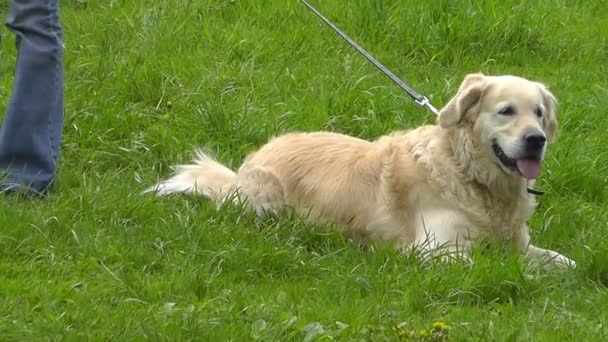 Golden retriever na zielonej trawie — Wideo stockowe