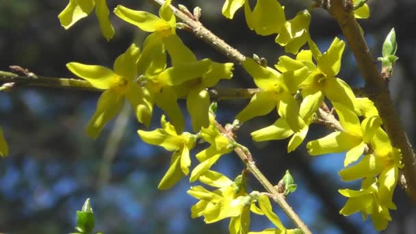 Forsycja (forsythia suspensa) - bliska grupy kwiaty — Wideo stockowe