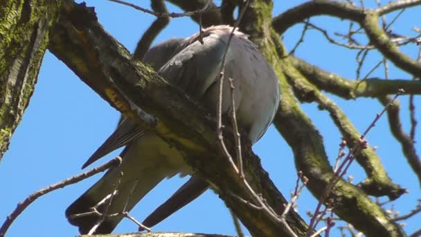 Ошейниковый голубь (Streptopelia decaocto) — стоковое видео