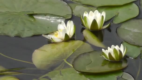 Water lily flower — Stock Video