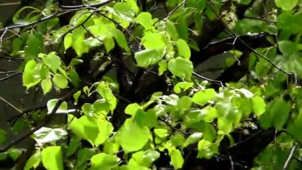 林登树 — 图库视频影像