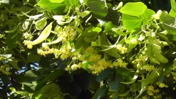 Linden tree blossoms — Stock Video