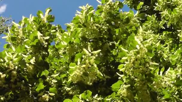 Linden boom blossoms — Stockvideo