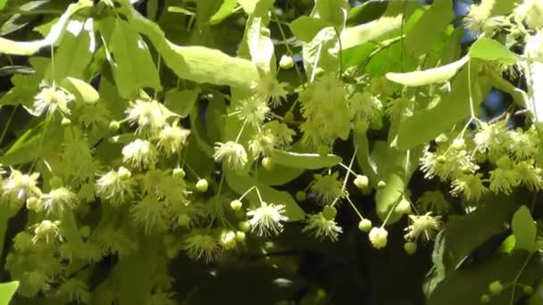 Цветение Линденского дерева — стоковое видео