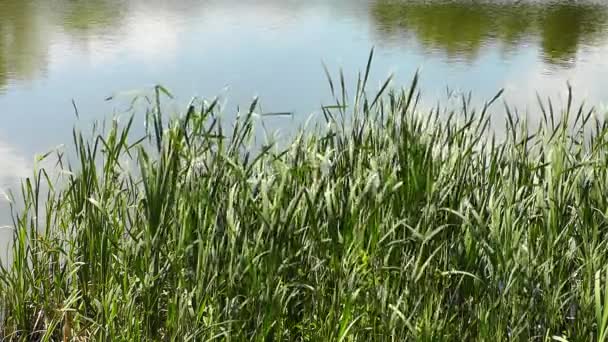 水の背の高い草を風になびかせて — ストック動画