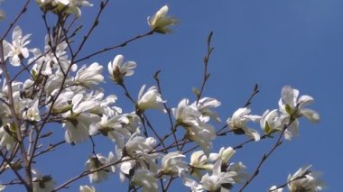 çiçek açması Manolya ağacı