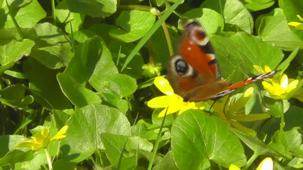 Vlinder op gele bloem — Stockvideo