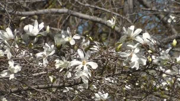 Άνθηση δέντρο magnolia — Αρχείο Βίντεο