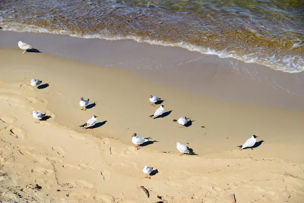 Baltic Sea Beach — Stock Photo, Image