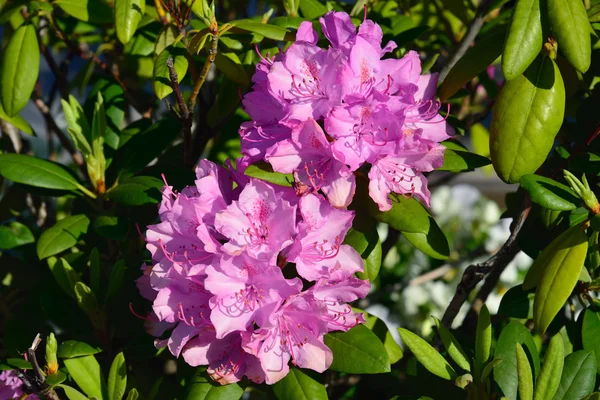 Close-up of rhododendron flowers — Stock Photo, Image