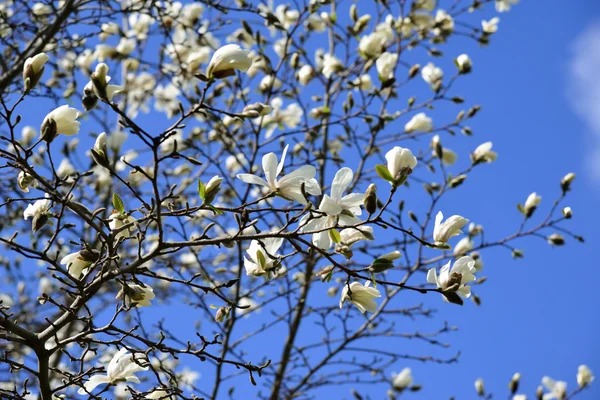春咲くマグノリアの木 — ストック写真