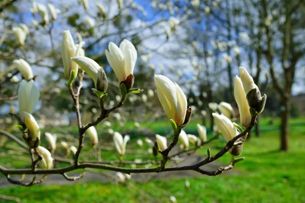 Spring blooming magnolia tree — Stock Photo, Image