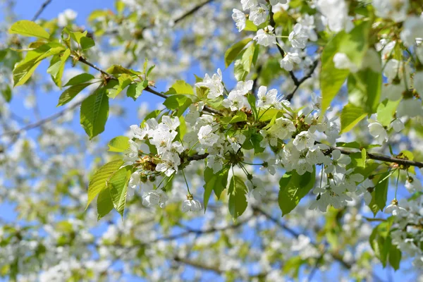 Ciruela de cerezo en flor —  Fotos de Stock