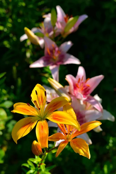 Flores de lirio — Foto de Stock