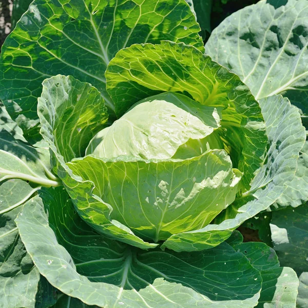 White cabbage Royalty Free Stock Images