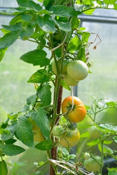 Tomatoes ripening in greenhouse — Stock Photo, Image