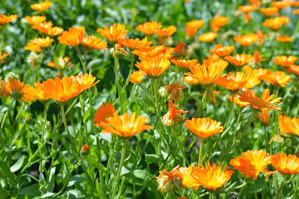 Flores de caléndula de cerca — Foto de Stock
