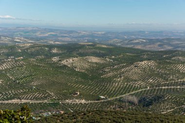 Endülüs 'te bir zeytin koruluğunun panoramik görüntüsü. Zeytinleri topladıktan sonra güneşli bir kış günü.
