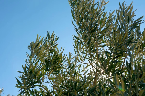Backlit Olive Branches Andalusian Olive Grove Olive Oil — Stockfoto