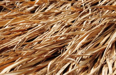 Kuru yaprakları arka plan