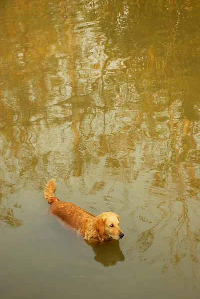 Dog in the river — Stock Photo, Image
