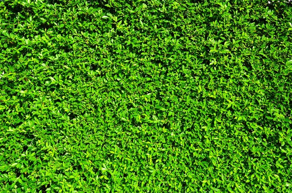 Folhas verdes minúsculas — Fotografia de Stock