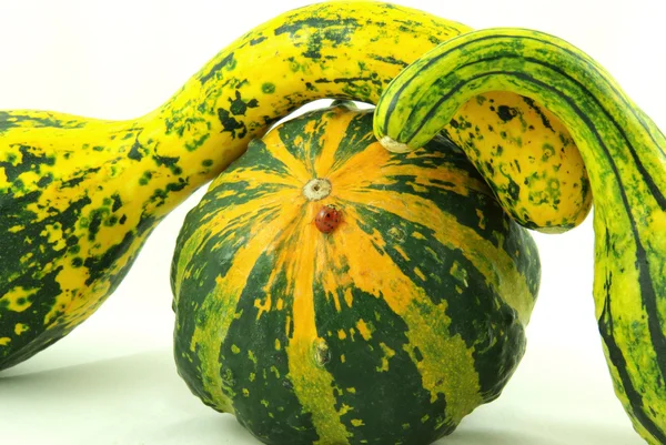 Calabazas decorativas de otoño — Foto de Stock