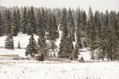 Kış çam ormanı arka plan