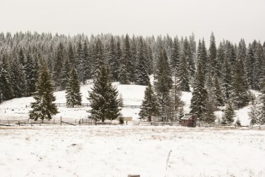 Kış çam ormanı arka plan
