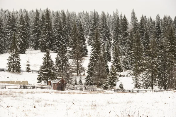 Kış çam ormanı arka plan