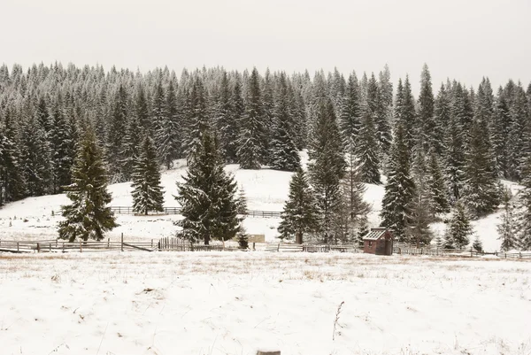 Kış çam ormanı arka plan