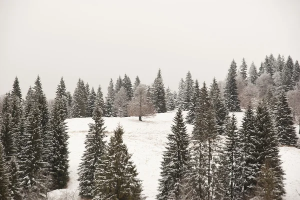 Inverno floresta pinhal fundo — Fotografia de Stock