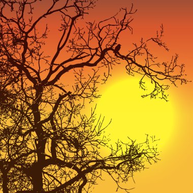 Günbatımı ile ağaç ve kuş silhouettes