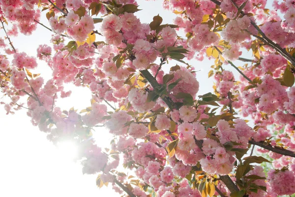 Fleurs de cerisier fond ensoleillé — Photo