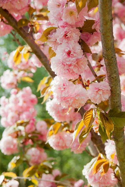 Fleurs de cerisier fond ensoleillé — Photo