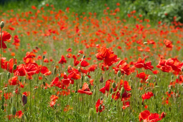 Beautiful poppies field — Stock Photo, Image