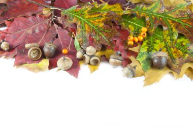 sonbahar yaprakları ve metin için yer ile palamut