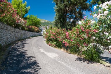 güzel zakkum çiçekleri